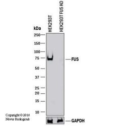 FUS Antibody, Novus Biologicals 0.1mL; Unlabeled:Antibodies, Polyclonal