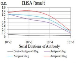 GAD2/GAD65 Antibody (5D9G9) - BSA Free, Novus Biologicals:Antibodies:Primary