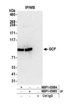 GCFC2 Antibody, Novus Biologicals 0.1mL; Unlabeled:Antibodies, Polyclonal