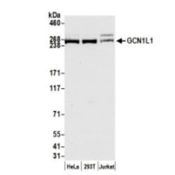 GCN1L1 Antibody, Novus Biologicals 0.1mL; Unlabeled:Antibodies, Polyclonal