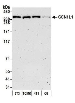 GCN1L1 Antibody, Novus Biologicals 0.1mL; Unlabeled:Antibodies, Polyclonal