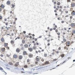 GM130/GOLGA2 Antibody, Novus Biologicals 0.1mL; Unlabeled:Antibodies, Polyclonal