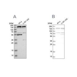 GM130/GOLGA2 Antibody, Novus Biologicals 0.1mL; Unlabeled:Antibodies, Polyclonal