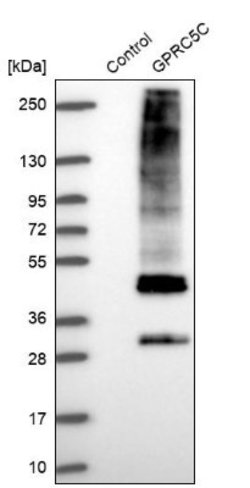 GPRC5C Antibody, Novus Biologicals 25 &mu;L; Unlabeled:Antibodies, Polyclonal