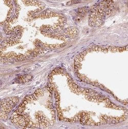 GRASP55 Antibody, Novus Biologicals:Antibodies:Primary Antibodies