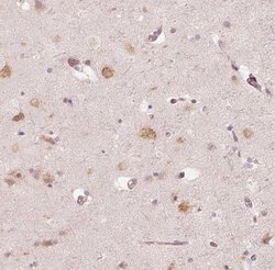 GRASP55 Antibody, Novus Biologicals:Antibodies:Primary Antibodies