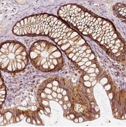 GRASP55 Antibody, Novus Biologicals:Antibodies:Primary Antibodies