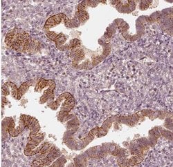 GRASP55 Antibody, Novus Biologicals:Antibodies:Primary Antibodies