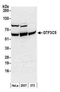 GTF3C5 Antibody, Novus Biologicals 0.1mL; Unlabeled:Antibodies, Polyclonal
