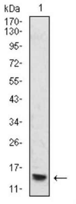 H4/n Antibody (3E7H2) - BSA Free, Novus Biologicals 0.1mg; Unlabeled:Antibodies,