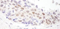 HDAC3 Antibody, Novus Biologicals 0.1mL; Unlabeled:Antibodies, Polyclonal