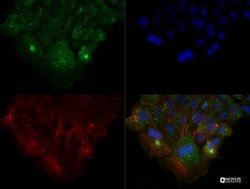 HGFR/c-MET Antibody (1G7NB) - BSA Free, Novus Biologicals:Antibodies:Primary