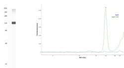 HIF-1 alpha Antibody (2443B) - BSA Free, Novus Biologicals 0.025 mg; Unconjugated:Antibodies,