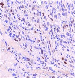 HIF-2 alpha/EPAS1 Antibody (2444A) - BSA Free, Novus Biologicals:Antibodies:Primary