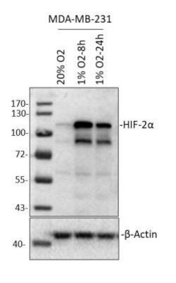 HIF-2 alpha/EPAS1 Antibody (2444A) - BSA Free, Novus Biologicals:Antibodies:Primary