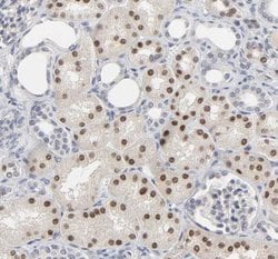 HNF-4 alpha/NR2A1 Antibody, Novus Biologicals 25 &mu;L; Unlabeled:Antibodies,