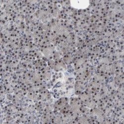 HNF-4 alpha/NR2A1 Antibody, Novus Biologicals 25 &mu;L; Unlabeled:Antibodies,