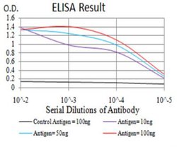 HP1 alpha Antibody (1B10B2) - BSA Free, Novus Biologicals:Antibodies:Primary
