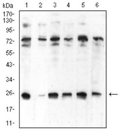 HP1 alpha Antibody (1B10B2) - BSA Free, Novus Biologicals:Antibodies:Primary