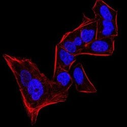 HP1 alpha Antibody (2H4E9) - BSA Free, Novus Biologicals:Antibodies:Primary