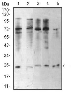HP1 alpha Antibody (2H4E9) - BSA Free, Novus Biologicals:Antibodies:Primary