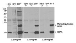 Histone H2AX Antibody, Novus Biologicals 100 &mu;L | Buy Online | Novus Biologicals | Fisher Scientific