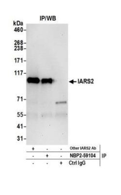 IARS2 Rabbit anti-Human, Polyclonal, Novus Biologicals 100&mu;L; Unlabeled:Antibodies,