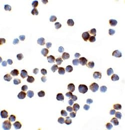 IL-1 RAcP/IL-1 R3 Antibody - BSA Free, Novus Biologicals 0.025 mg | Buy Online | Novus Biologicals | Fisher Scientific