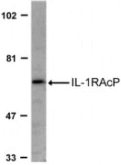 IL-1 RAcP/IL-1 R3 Antibody - BSA Free, Novus Biologicals 0.025 mg | Buy Online | Novus Biologicals | Fisher Scientific