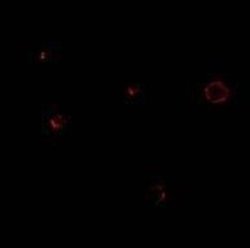 IL-27R alpha/WSX-1/TCCR Antibody, Novus Biologicals 0.025mg:Antibodies,