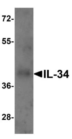 IL-34 Antibody - BSA Free, Novus Biologicals 0.1mg; Unlabeled:Antibodies,