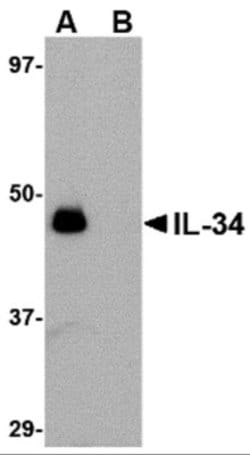 IL-34 Antibody - BSA Free, Novus Biologicals 0.1mg; Unlabeled:Antibodies,