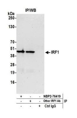 IRF1 Antibody (BLR039F), Novus Biologicals 100 &mu;L | Buy Online | Novus Biologicals | Fisher Scientific