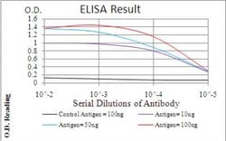 IkB-alpha Antibody (4D4C4) - BSA Free, Novus Biologicals:Antibodies:Primary