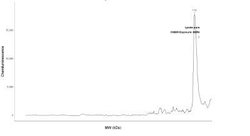 Involucrin Antibody, Novus Biologicals 0.1mL; Unlabeled:Antibodies, Polyclonal