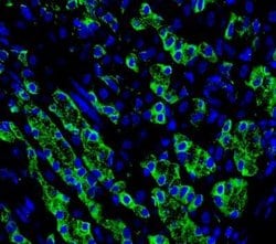 Irisin/FNDC5 Antibody, Novus Biologicals 0.1mL; Unlabeled:Antibodies, Polyclonal
