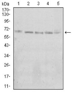 KBTBD8 Antibody (7G8A6) - BSA Free, Novus Biologicals:Antibodies:Primary