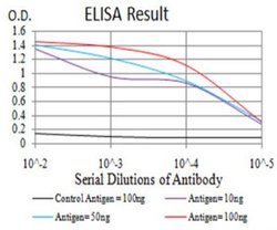 KDM2B Antibody (3B7D11) - BSA Free, Novus Biologicals:Antibodies:Primary