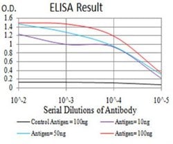 KDM2B Antibody (6F6G11) - BSA Free, Novus Biologicals:Antibodies:Primary