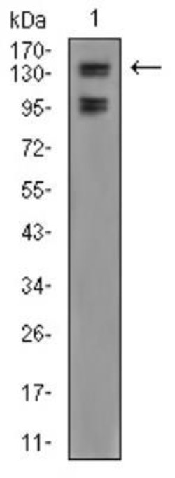 KDM2B Antibody (6F6G11) - BSA Free, Novus Biologicals:Antibodies:Primary