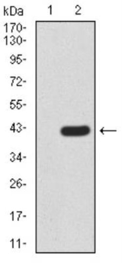 KDM2B Antibody (6F6G11) - BSA Free, Novus Biologicals:Antibodies:Primary