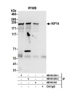 KIF14 Antibody, Novus Biologicals 100 &mu;L | Buy Online | Novus Biologicals | Fisher Scientific
