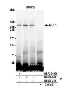 KMT2A/MLL Antibody (BL-175-7E8), Novus Biologicals 100 &mu;L; Unconjugated:Antibodies,
