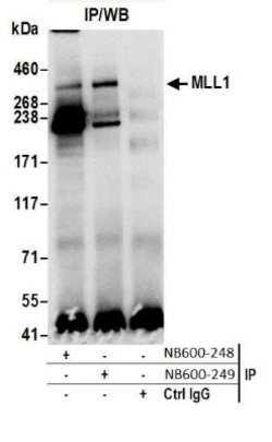 KMT2A/MLL Antibody, Novus Biologicals 0.1mL; Unlabeled:Antibodies, Polyclonal