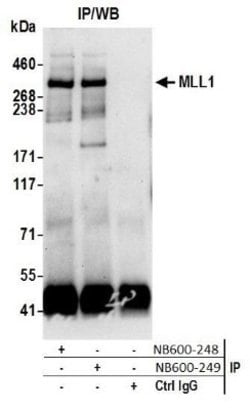KMT2A/MLL Antibody, Novus Biologicals 0.1mg; Unlabeled:Antibodies, Polyclonal