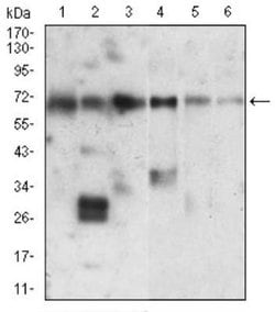 Ku70/XRCC6 Antibody (2F7F5) - BSA Free, Novus Biologicals:Antibodies:Primary