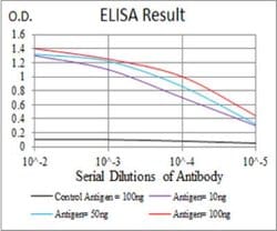 Kv4.2 Antibody (7G6A10) - BSA Free, Novus Biologicals:Anticuerpos:Anticuerpos