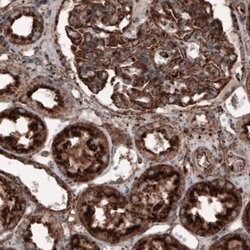 LAMP-1/CD107a Antibody (CL3482), Novus Biologicals 25 &mu;L:Antibodies,