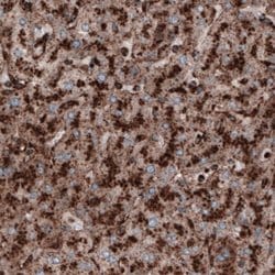 LAMP-1/CD107a Antibody (CL3482), Novus Biologicals 25 &mu;L:Antibodies,
