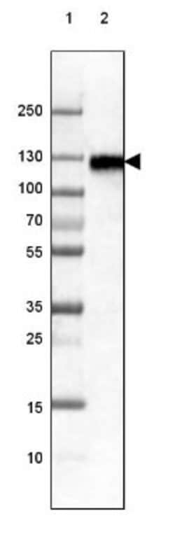 LAMP-1/CD107a Antibody (CL3482), Novus Biologicals 25 &mu;L:Antibodies,